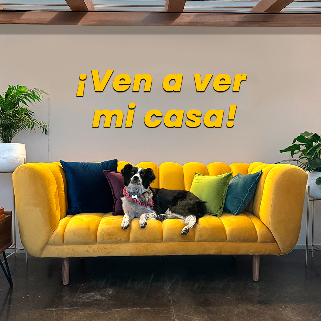 ¡Ven a ver mi casa!